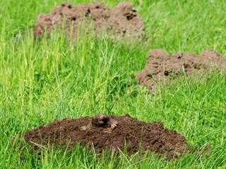 Auchterarder Mole Control