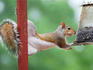 squirrel control