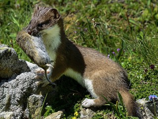 stoats-weasels-mink-control