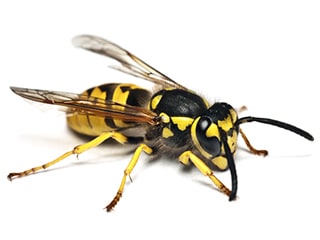 Fife Wasp Control