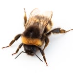 bee control