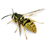 wasp control