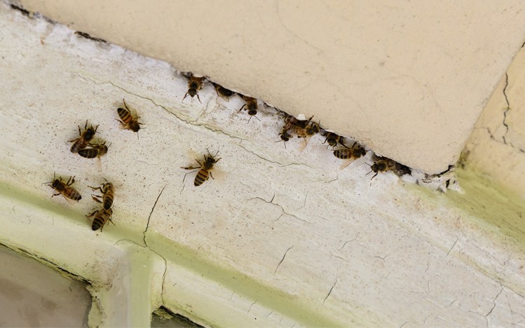 Can You Identify Masonry Bees? - Andy Law Pest Control