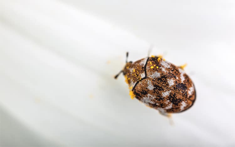 carpet beetle