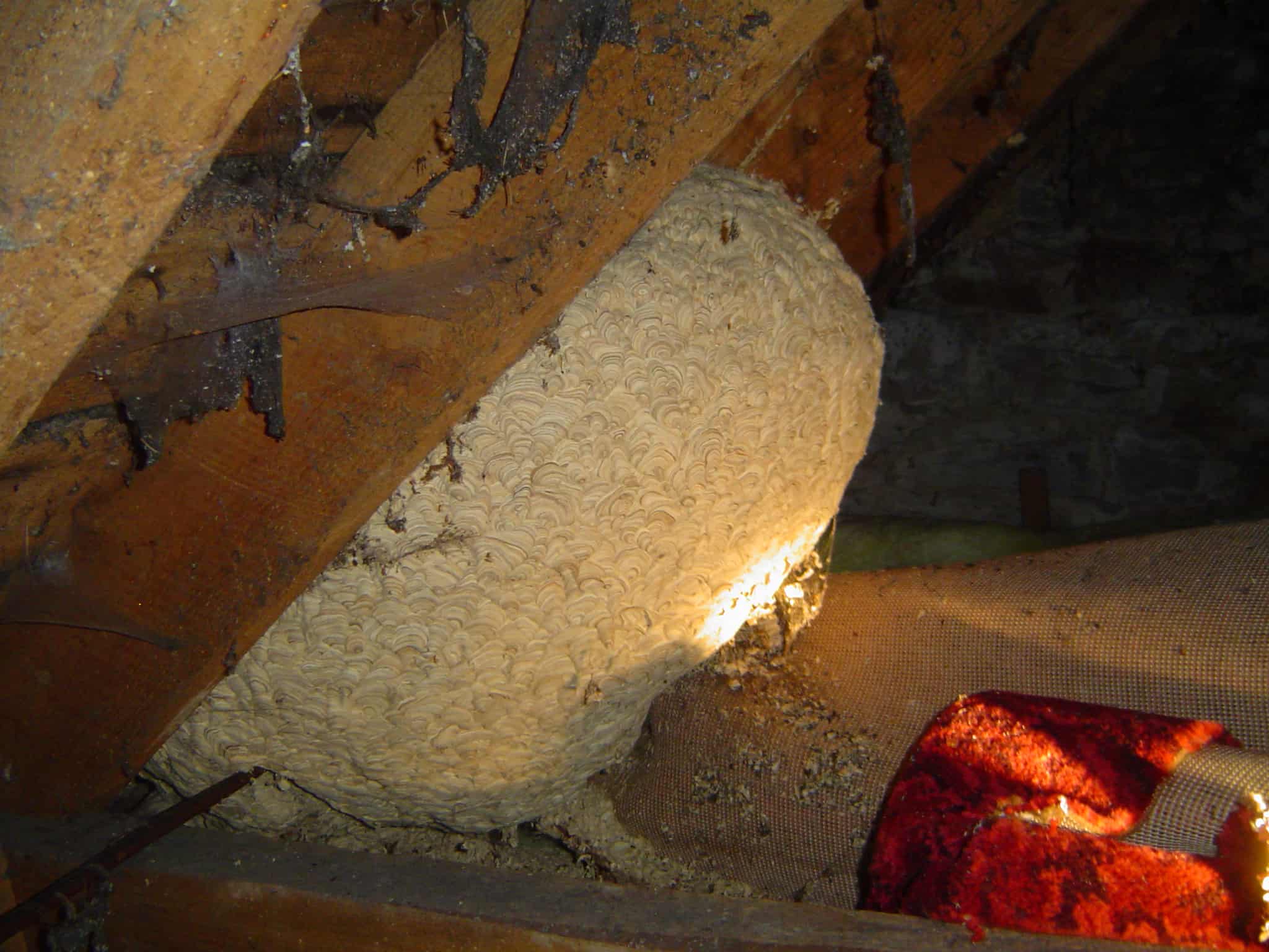 A 60cm wide wasp nest in an attic