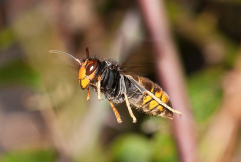 buzzing-insects-gallery