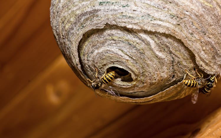 Queen wasp laying down fresh, wet wood pulp to build a nest; this is darker part that she is working on.