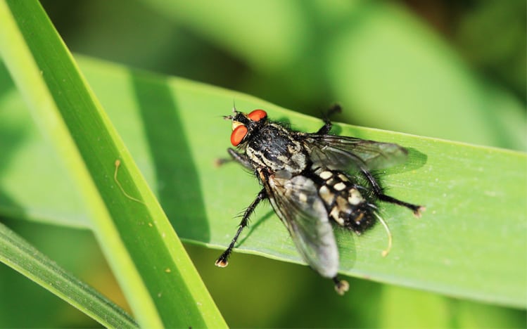 cluster fly