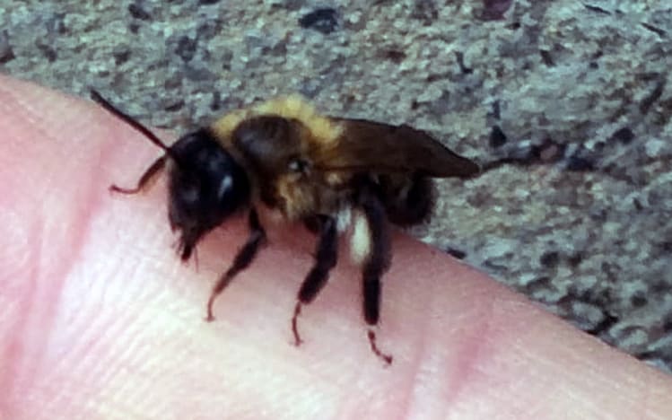 masonary bee