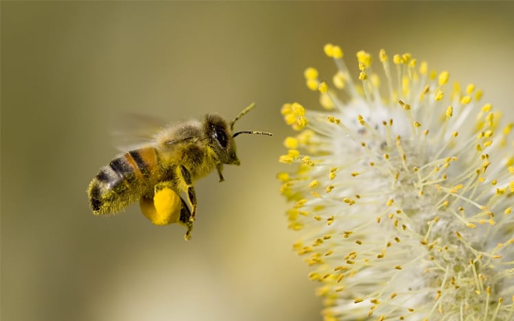 bee collecting pollen