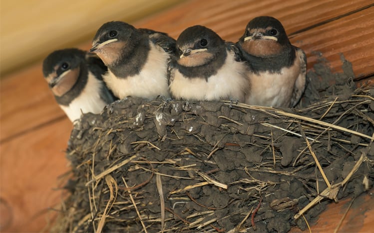 swallows in nest