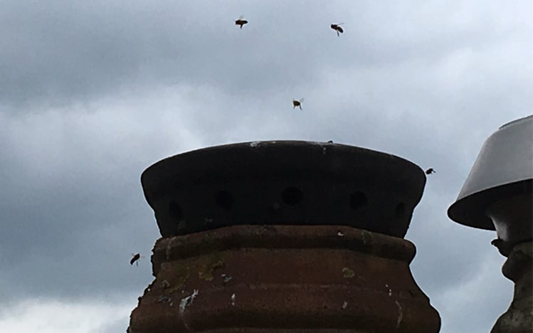 swarms of bees