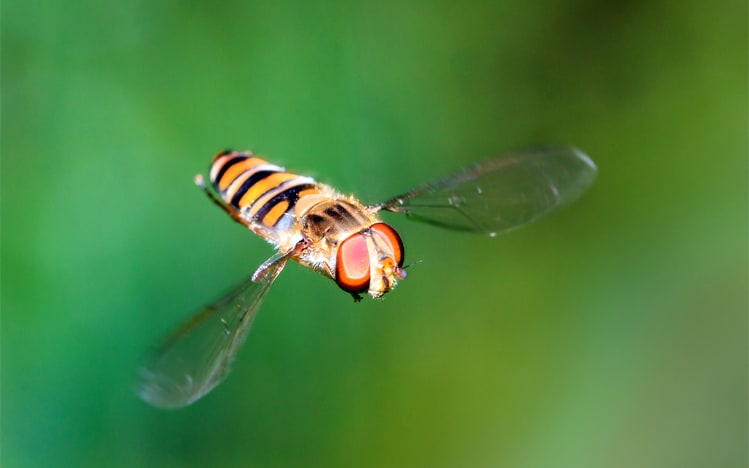 hoverfly