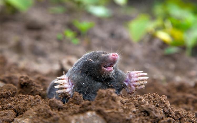 mole garden