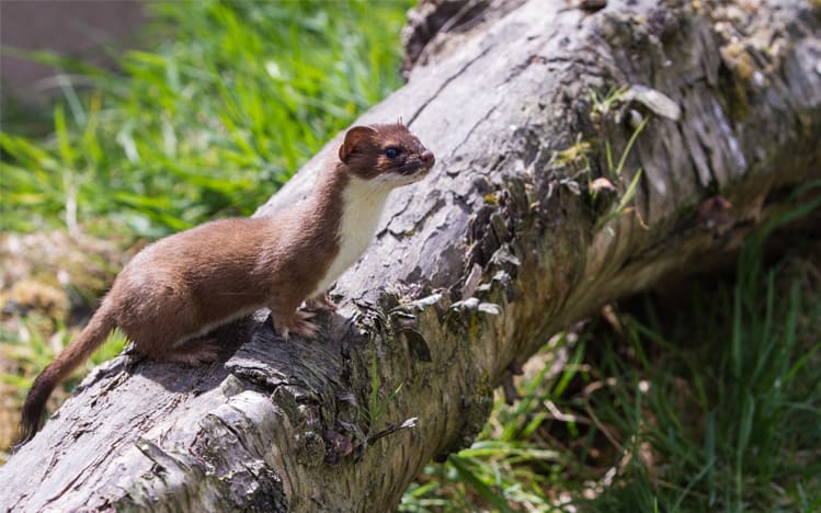 stoat