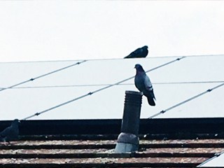 dundee solar panel bird proofing