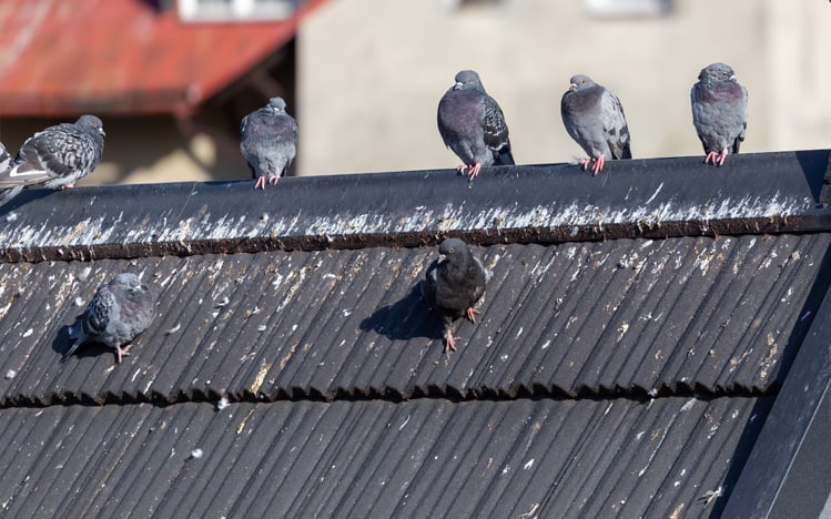 Get Rid Of Pigeons And Pigeon Mess