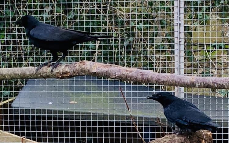 Crows Attacking Windows