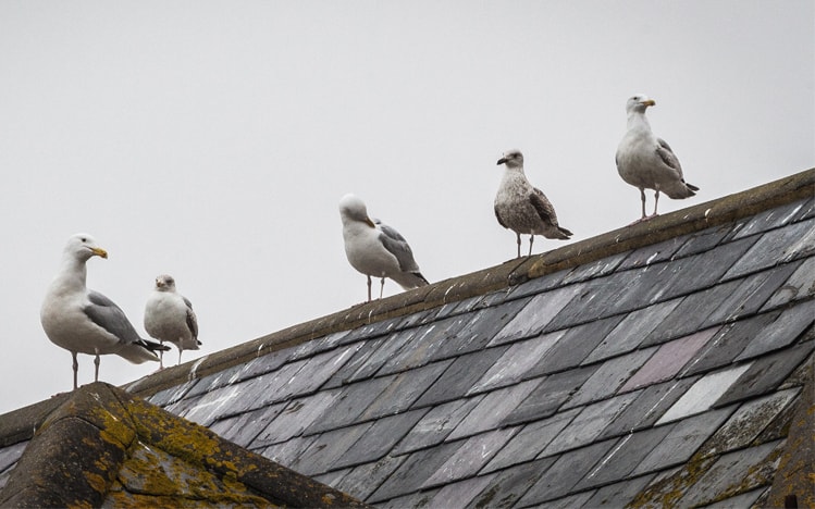 gulls on roof