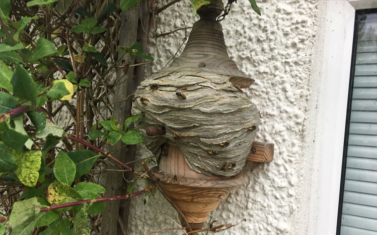 wasp nest eradication