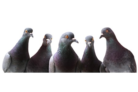 pigeons