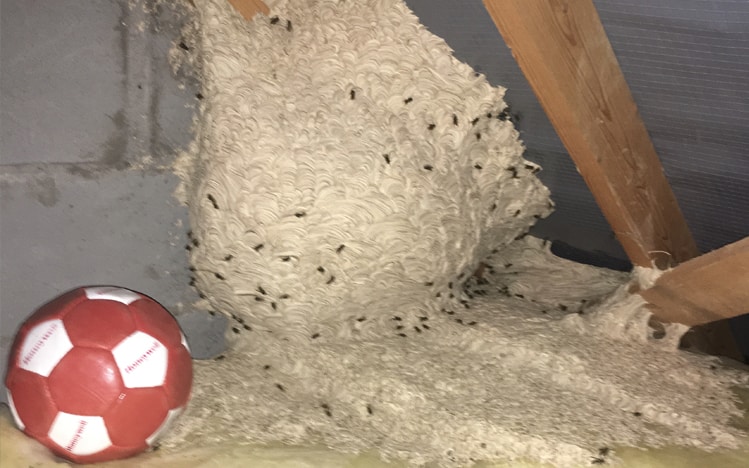 Wasp control and getting rid of wasp nests