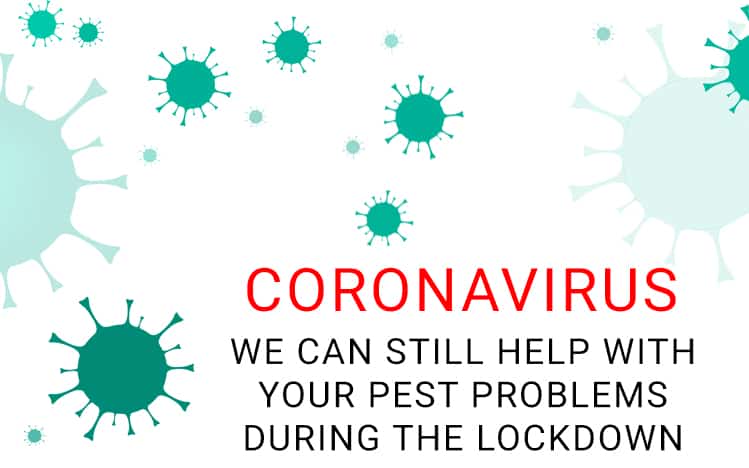 coronavirus