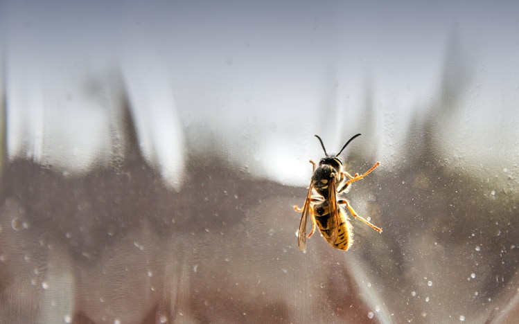 Wasps at the window