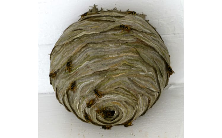 What does a wasp nest look like