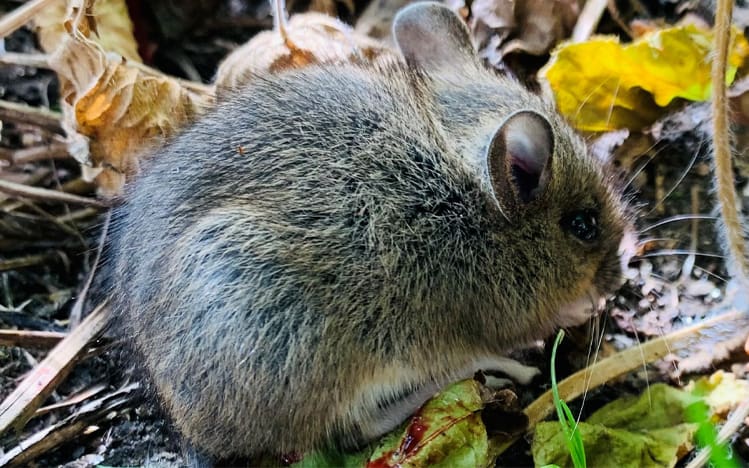 Rodent Control in Perth