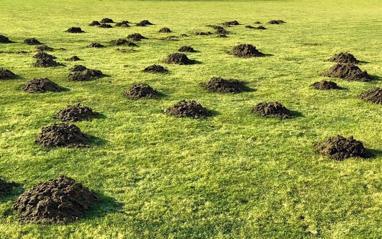 Mole control and mole control in lawns
