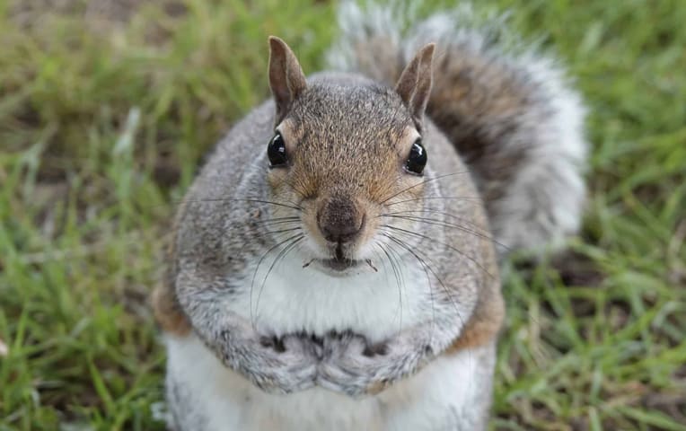 Grey squirrel pest control is legal and necessary