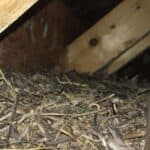 Grey squirrel nest in house eaves