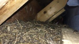 Grey squirrel nest in house eaves