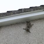 Grey squirrel climbing on to a roof