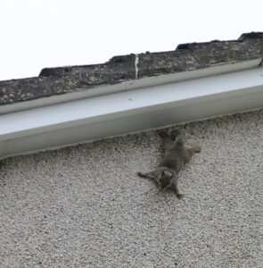 Grey squirrel climbing on to a roof