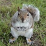 Grey squirrel pest control is legal and necessary