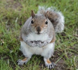 Grey squirrel pest control is legal and necessary