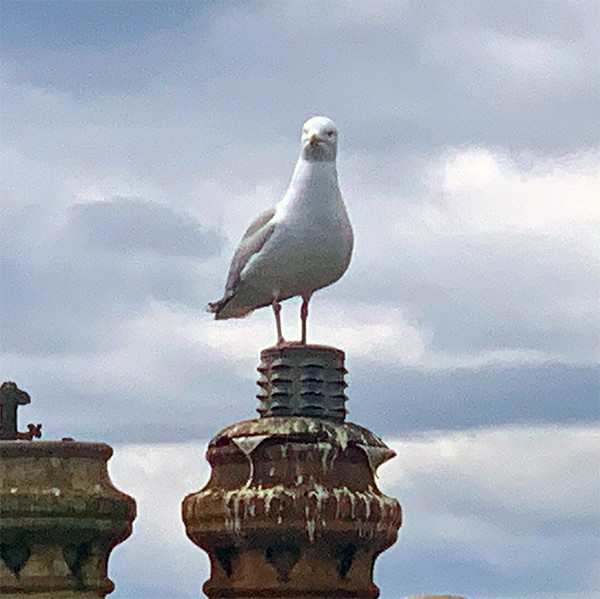 gull roof