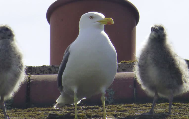 gulls on the roof or house or buildings