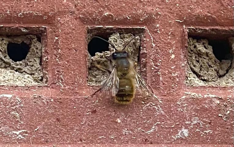 masonry bee