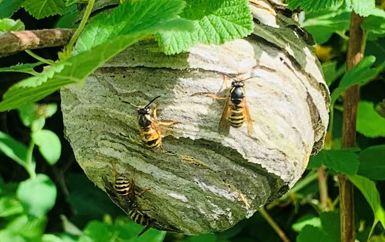 wasp removal and wasp nest eradication