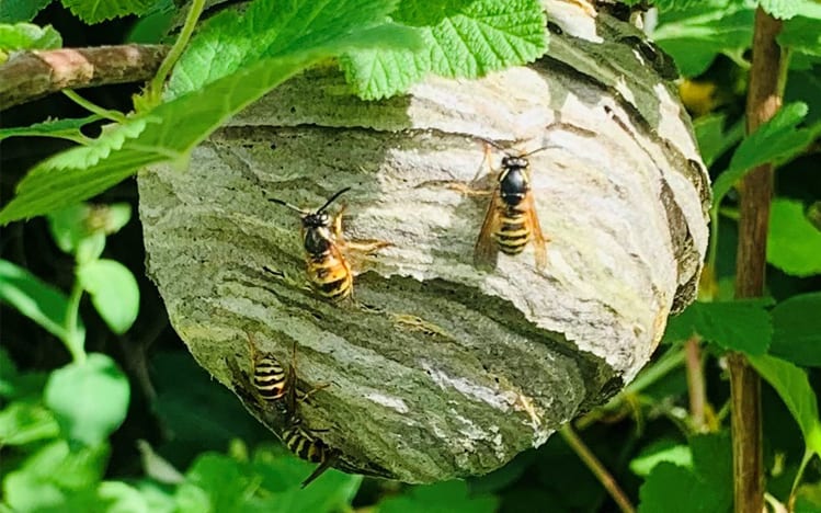 Wasps control, wasp removal and wasp nest eradication